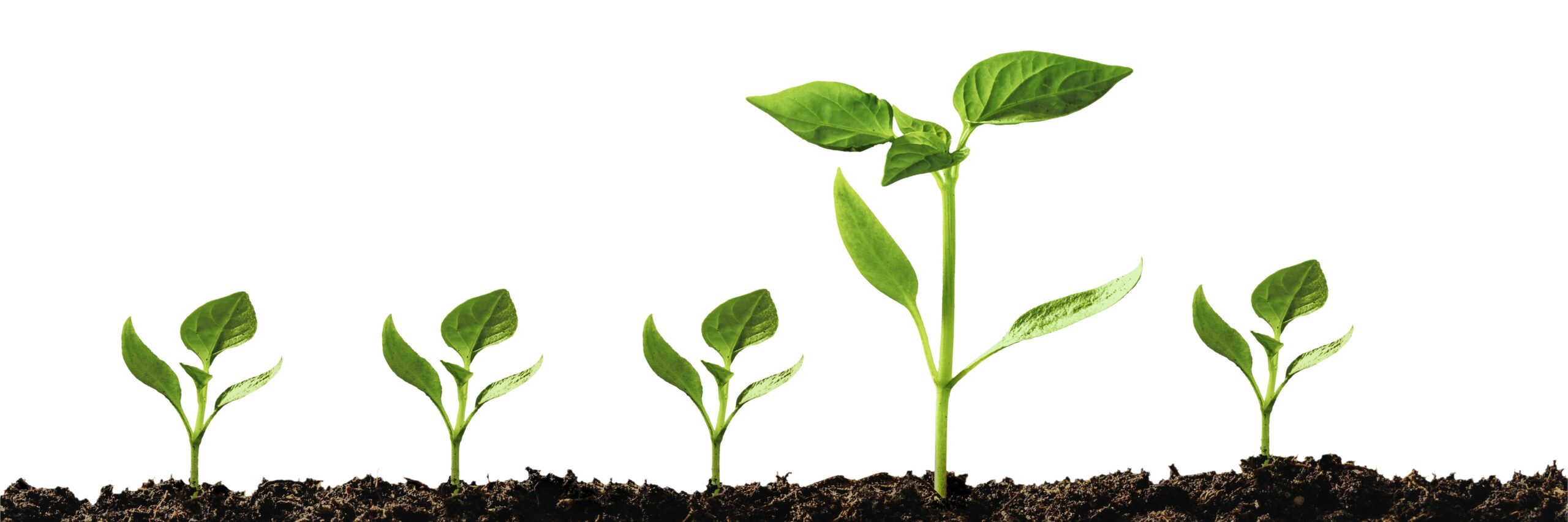 The seedling garden makeover
